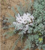 Astragalus dolichophyllus