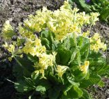 Primula pallasii