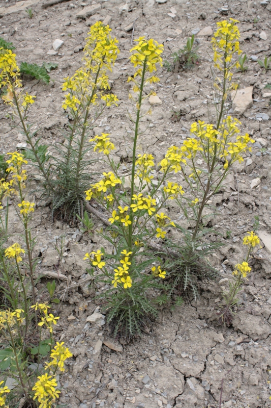 Изображение особи Erysimum callicarpum.