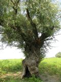 Salix alba. Старое дуплистое дерево. Астраханская обл., Володарский р-н, с. Тумак, берег ерика Кашеванка. 16.08.2010.