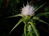 Silybum marianum