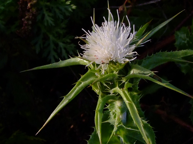 Изображение особи Silybum marianum.