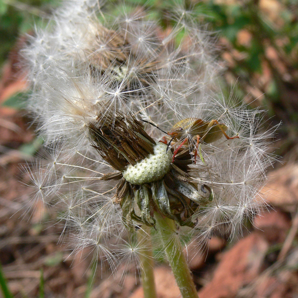 Image of Taraxacum ostenfeldii specimen.