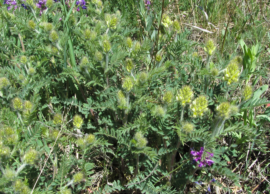 Изображение особи Oxytropis pilosa.