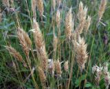 Anthoxanthum odoratum. Верхушки стеблей с соплодиями. Курская обл., г. Железногорск. 11 июля 2007 г.