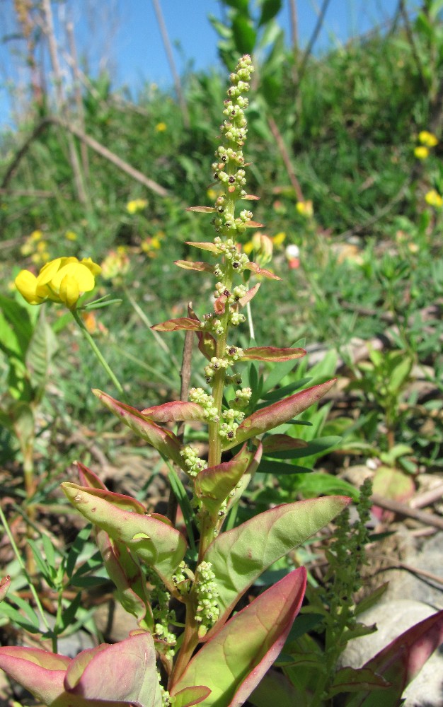 Изображение особи Lipandra polysperma.