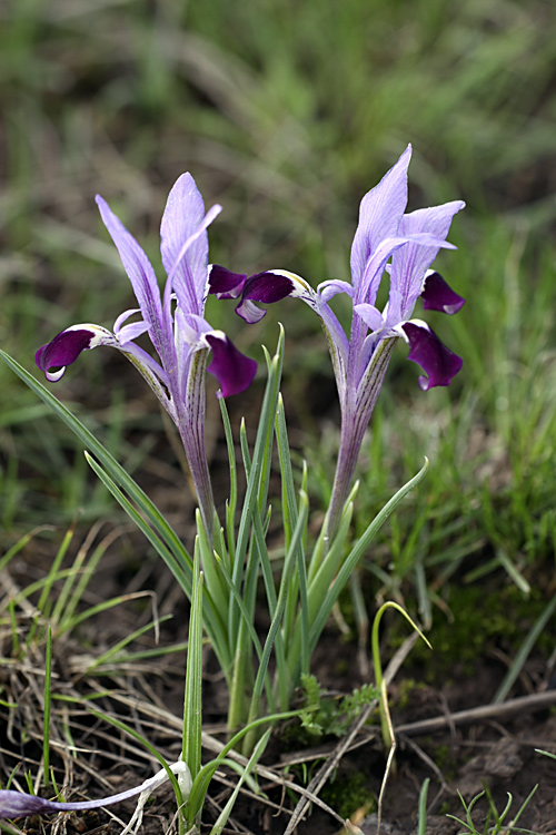 Изображение особи Iridodictyum kolpakowskianum.