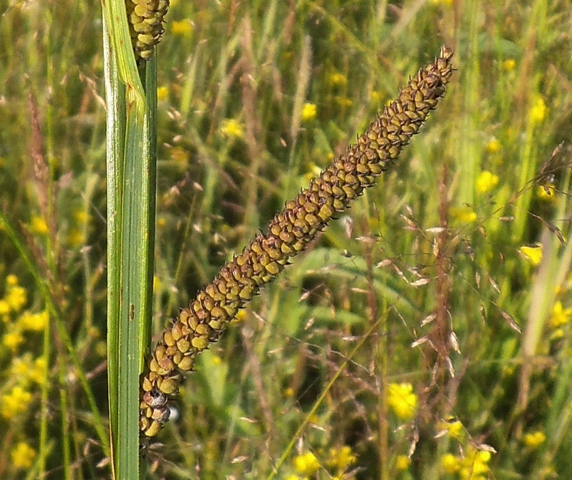 Image of Carex acuta specimen.