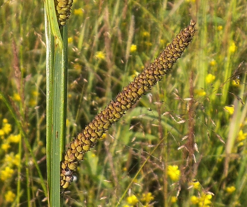 Изображение особи Carex acuta.