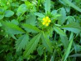 Potentilla norvegica