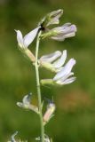 Oxytropis pilosissima