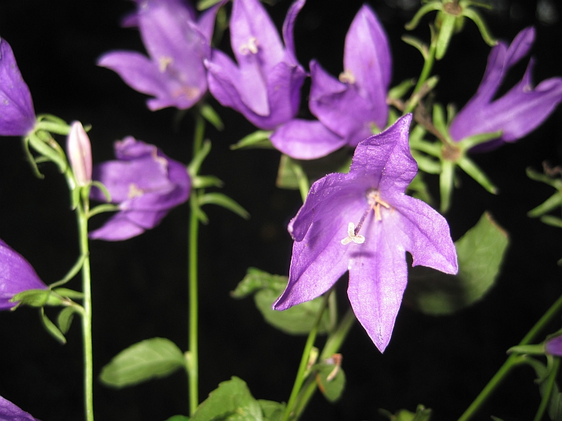 Изображение особи Campanula &times; spryginii.