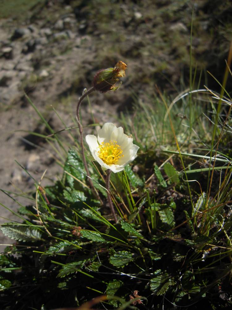 Image of Dryas caucasica specimen.