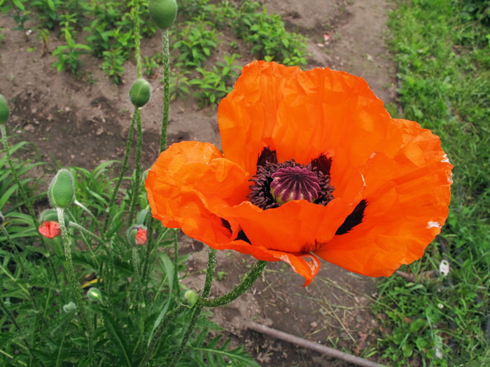 Image of genus Papaver specimen.