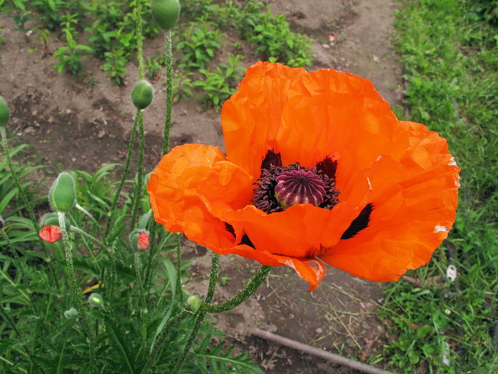 Изображение особи род Papaver.