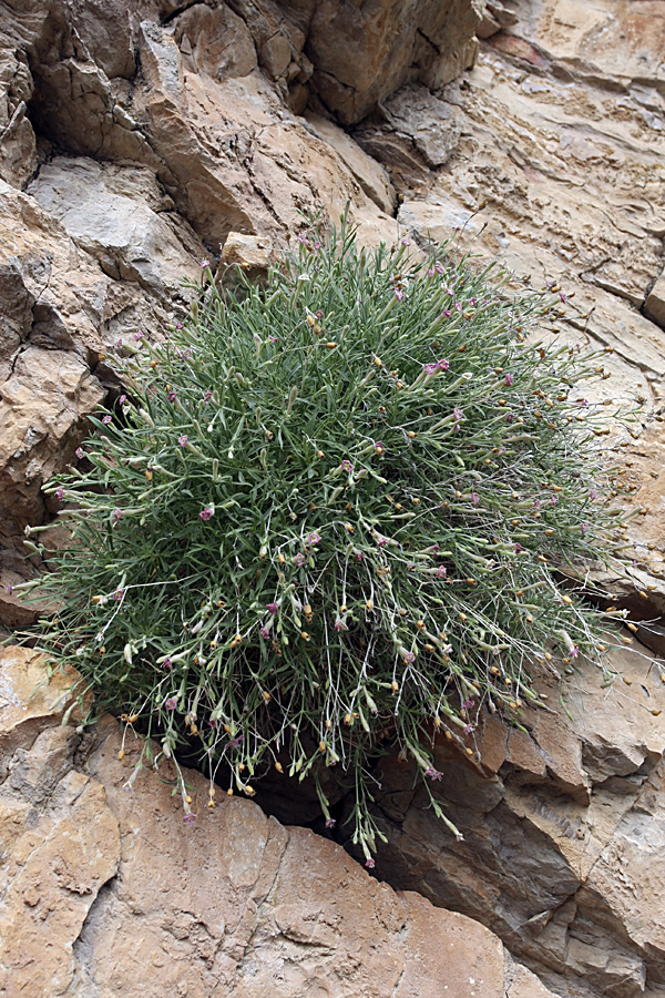 Image of Silene guntensis specimen.