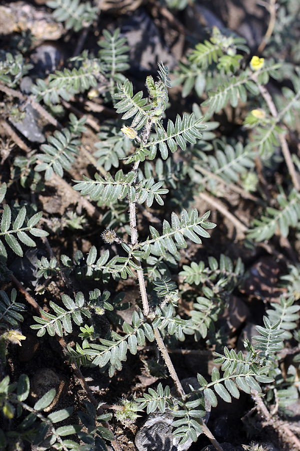 Изображение особи Tribulus terrestris.