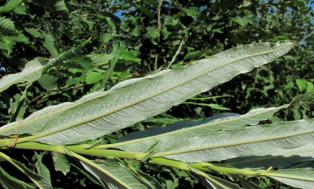 Изображение особи Salix gmelinii.