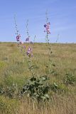 Alcea litwinowii