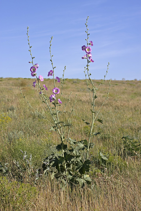 Изображение особи Alcea litwinowii.