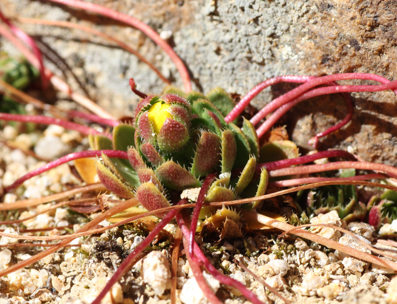 Изображение особи Saxifraga flagellaris.