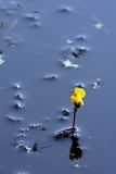Utricularia vulgaris