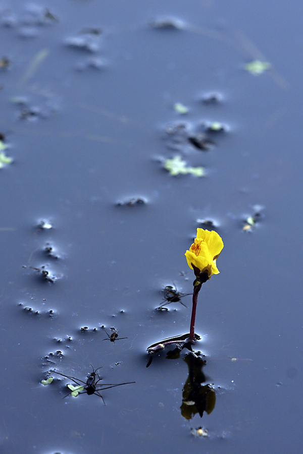 Изображение особи Utricularia vulgaris.