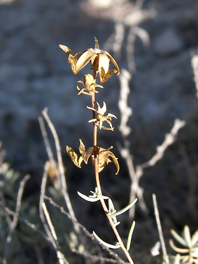 Image of Reaumuria persica specimen.