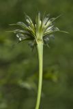 Tragopogon dubius ssp. major