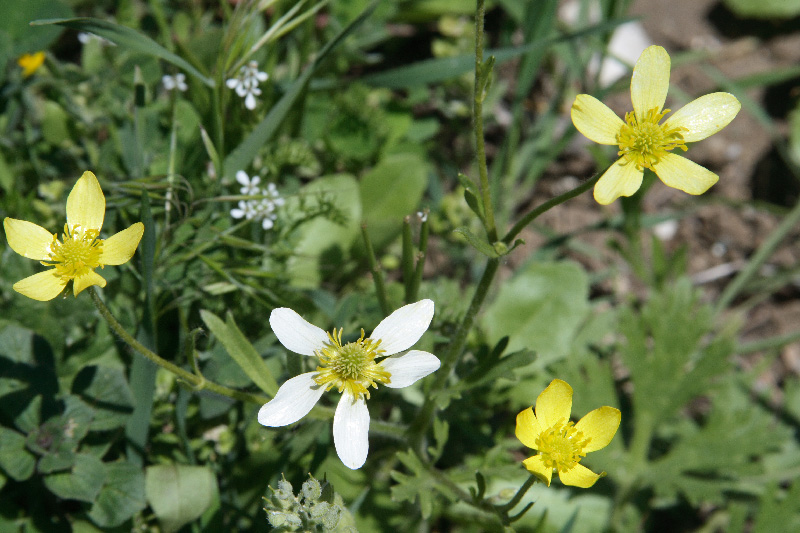 Image of Ranunculus oxyspermus specimen.