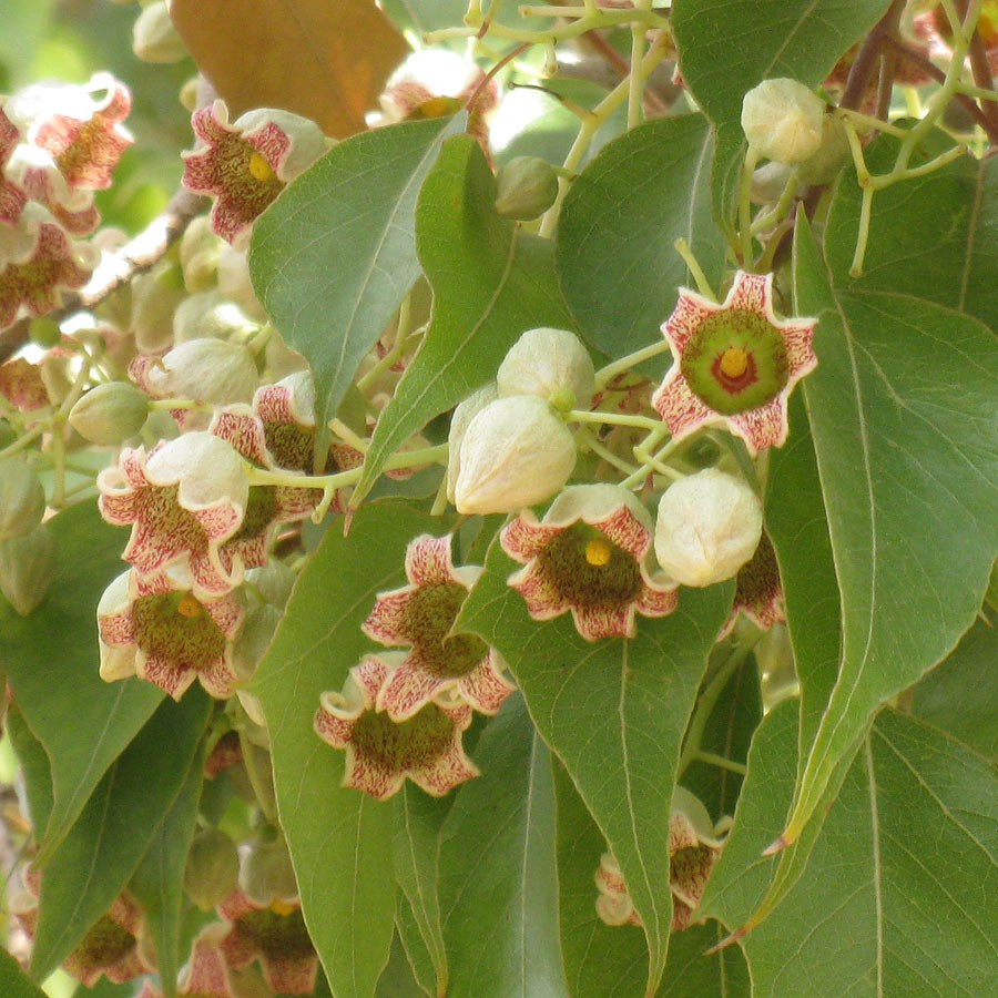 Изображение особи Brachychiton populneus.