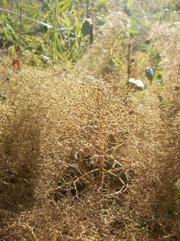 Image of Teloxys aristata specimen.