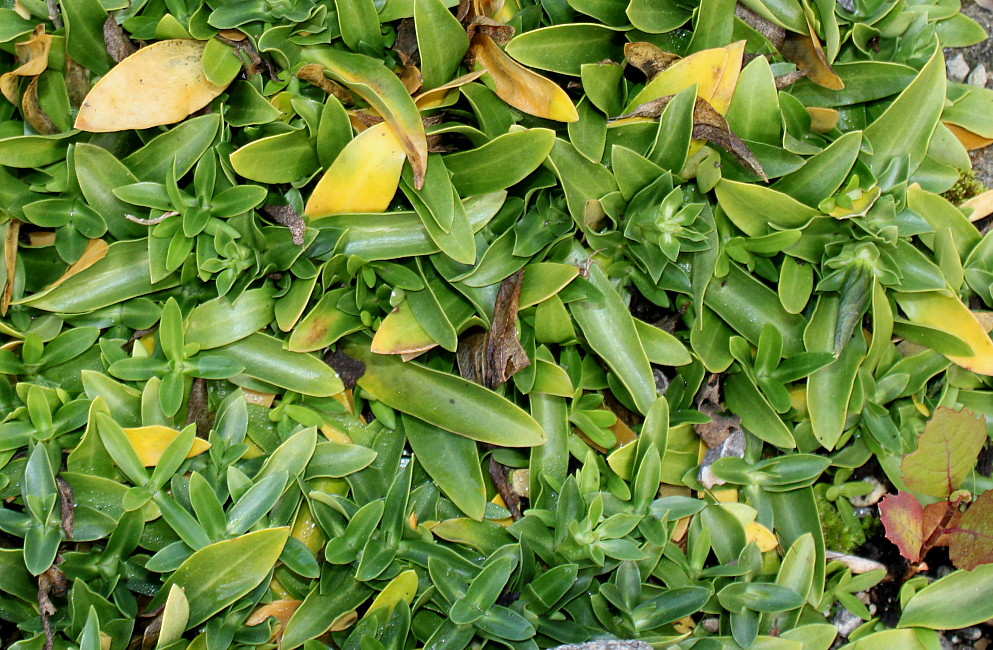 Image of Gentiana acaulis specimen.