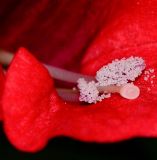 Barleria repens