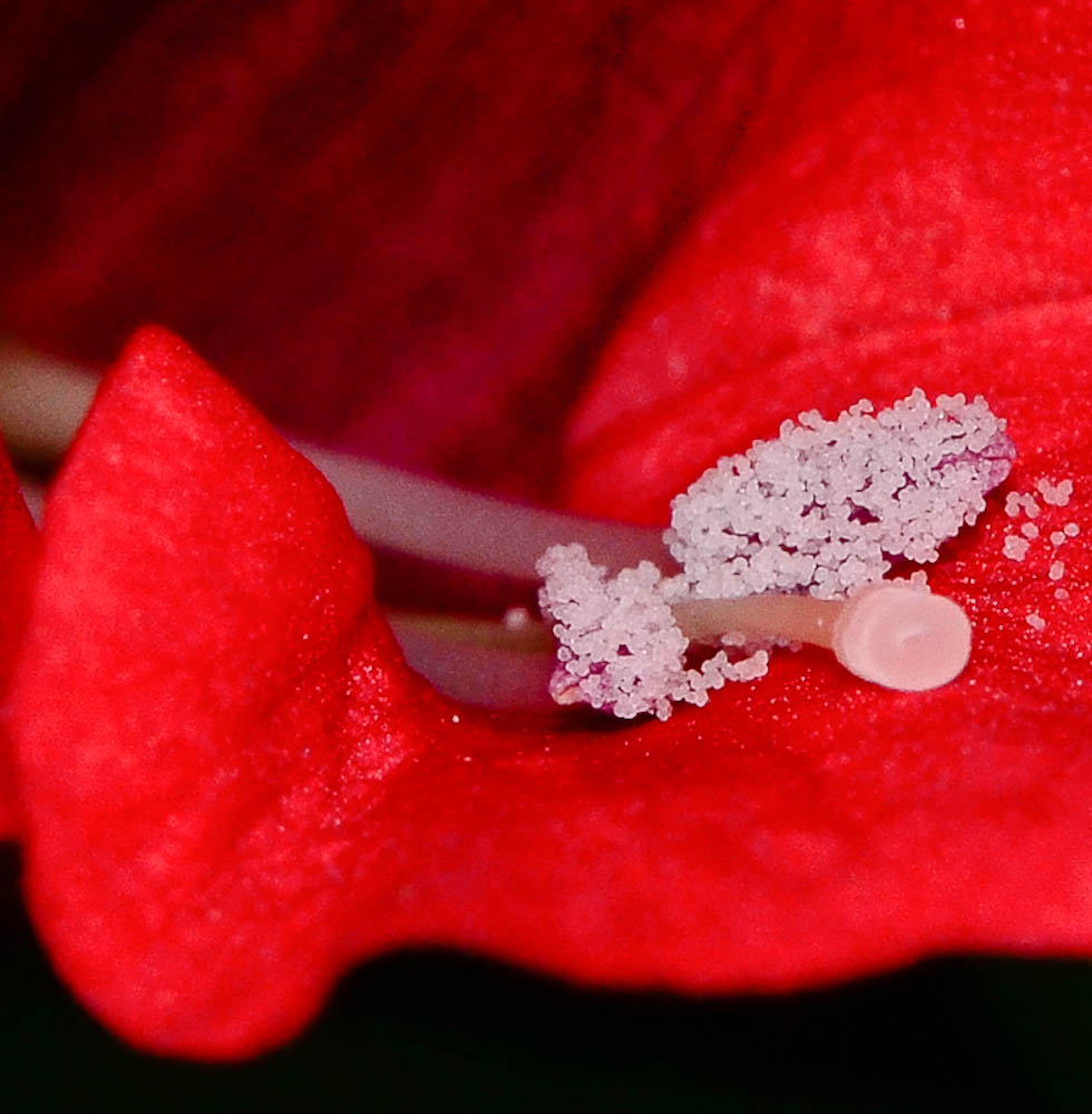 Image of Barleria repens specimen.