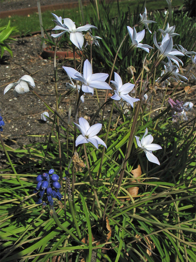 Image of Ipheion uniflorum specimen.