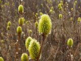Salix lanata