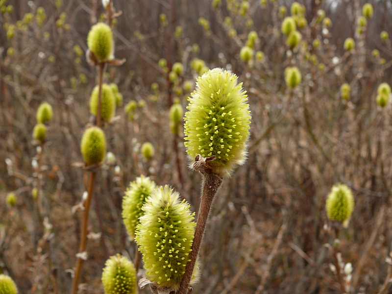 Image of Salix lanata specimen.