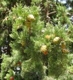 Cupressus sempervirens. Ветви средней части кроны с шишками. Хорватия, Истрия, пос. Баньоле, территория автокемпинга. 04.09.2012.