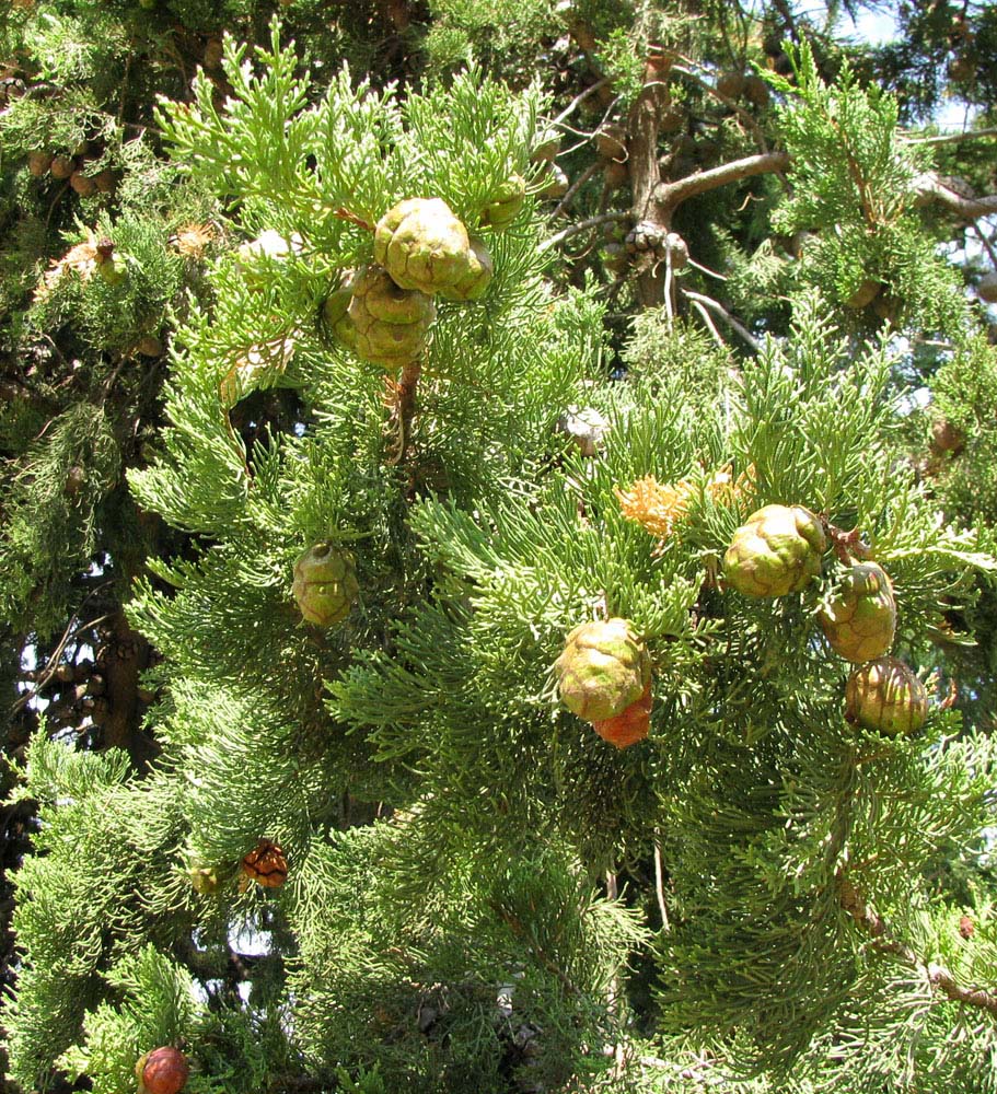Image of Cupressus sempervirens specimen.