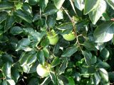Diospyros kaki. Ветви с незрелыми плодами. Хорватия, Истрия, г. Мотовун, небольшой сад у дома. 06.09.2012.