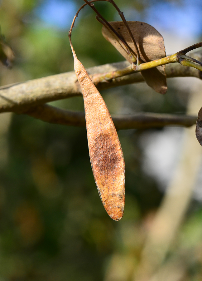 Изображение особи Dalbergia sissoo.