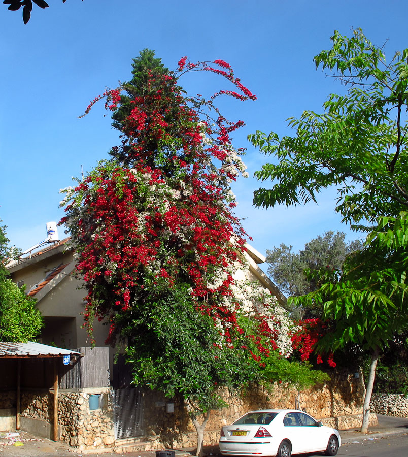 Изображение особи род Bougainvillea.