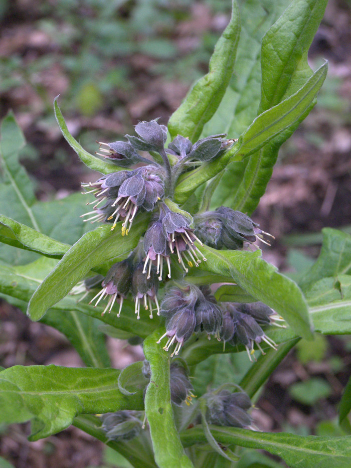 Изображение особи Solenanthus biebersteinii.