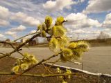 Salix caprea. Ветка с мужскими соцветиями. Новосибирская обл., Искитимский р-н, окр. пгт Линёво. 3 мая 2013 г.