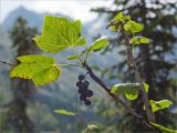 Ribes altissimum