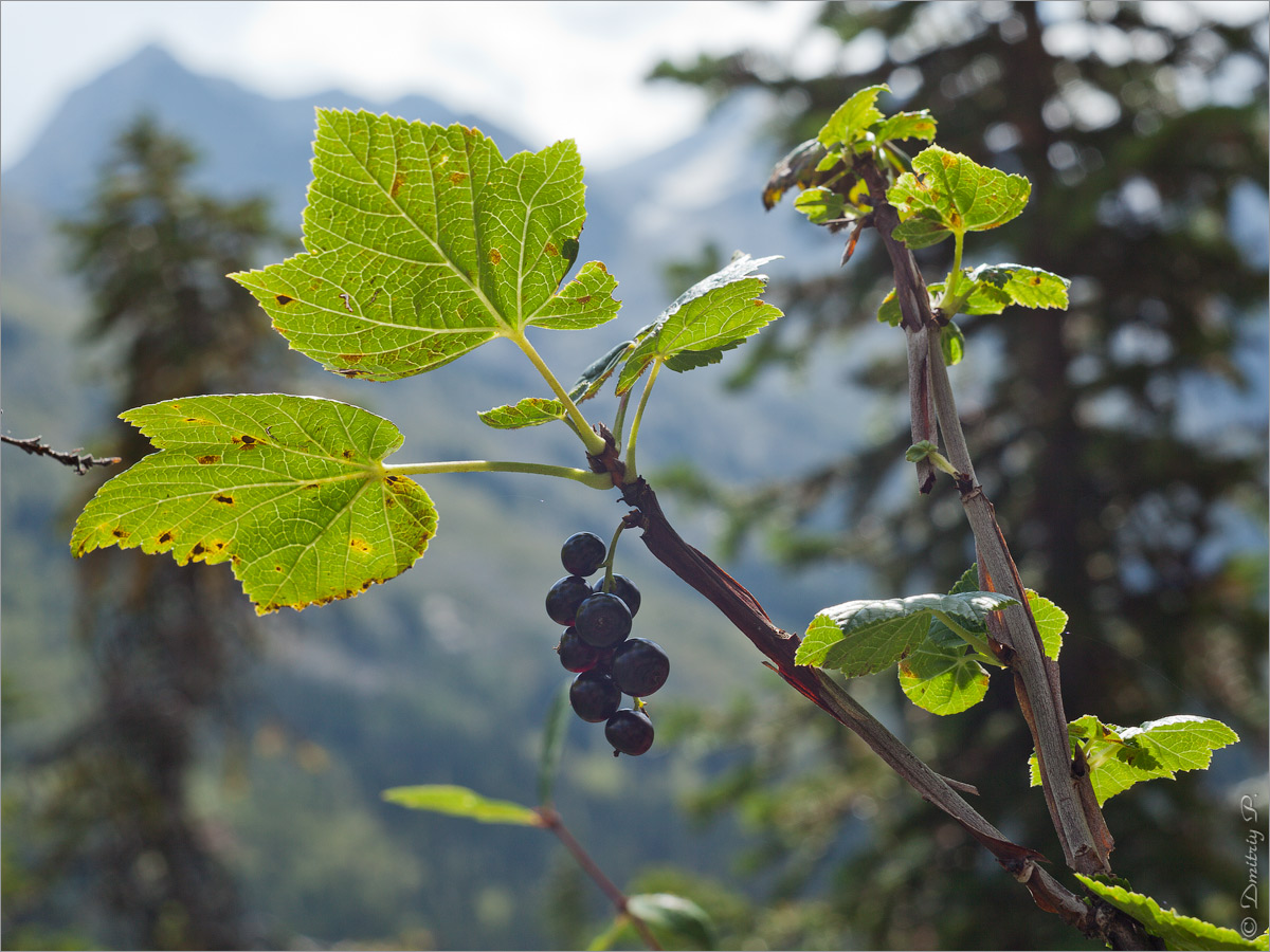 Изображение особи Ribes altissimum.