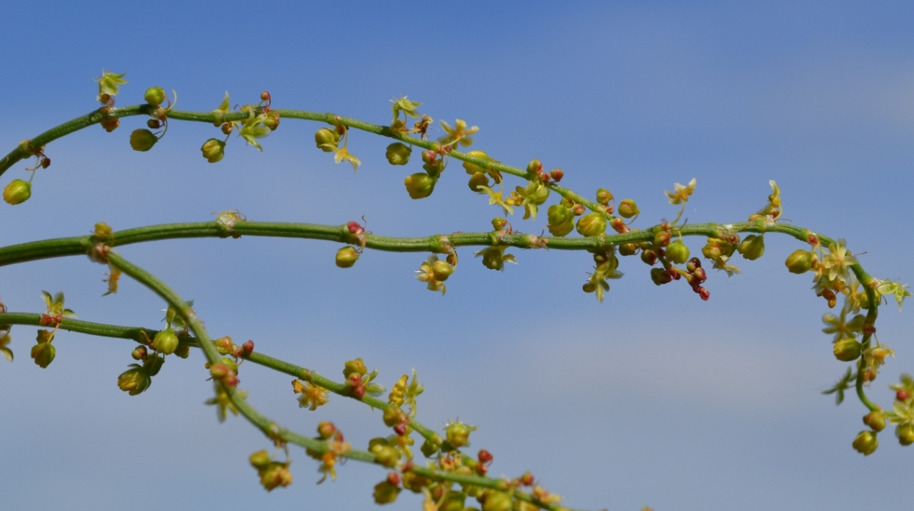 Image of Rumex acetosella specimen.