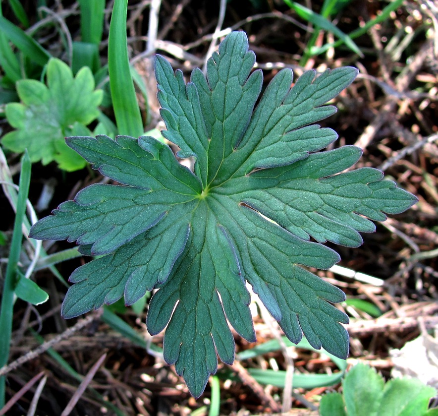 Image of Geranium sylvaticum specimen.