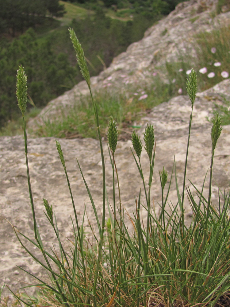 Image of Agropyron ponticum specimen.